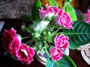 Glox�nie
