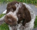 :  > Griffon d�Arret � Poil Dur (Griffon darret а poil dur Korthals)