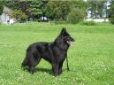 :  > Belgick� ov��k - Groenendael (Chien de Berger Belge - Groenendael)