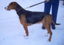 :  > Hamilton�v honi� (Hamilton Hound, Hamiltonstovare)