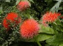Hemantus, krvokv�t, slon� ucho