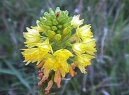 :  > Hemantus, krvokv�t, slon� ucho (Haemanthus)