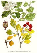 Hloh Obecn�