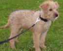 :  > Holandsk� pin� (Hollandse Smoushond)