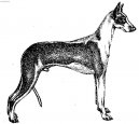 Ibizsk� podenco
