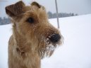 Irsk� terier