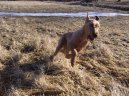 :  > Irsk� terier (Irish Terrier)