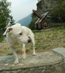 Fotky: Jack Russel�v Teri�r (foto, obrazky)