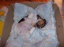 Jack Russel�v Teri�r
