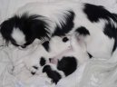 :  > Japan chin, Japonsk� �in, Japon��k (Chin, Japanese Chin)