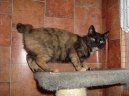Japonsk� bobtail