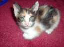 :  > Japonsk� bobtail (Japanese Bobtail Cat)