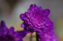 Jasm�n