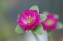 Jasm�n