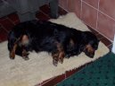 :  > Jezev��k (Dachshund)