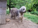 Jihorusk� ov��k