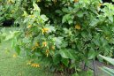 Pokojov� rostliny: Zahradn� stromky > Juanulloa aurantiaca