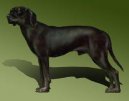 Ps� plemena:  > Jugosl�vsk� planinsk� honi� (Montenegrin Mountain Hound)