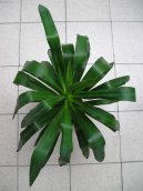 Pokojov� rostliny: Zahradn� stromky > Juka (Yucca aloifolia)