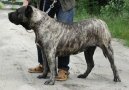 :  > Kan�rsk� doga (Dogo Canario)
