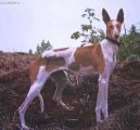 :  > Kan�rsk� podenco (Podenco Canario)