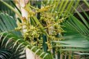 Chrysalidokarpus na�loutl�