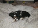 Fotky: Kaval�r King Charles �pan�l (foto, obrazky)