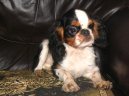 Fotky: Kaval�r King Charles �pan�l (foto, obrazky)