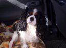 Kaval�r King Charles �pan�l