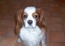 Kaval�r King Charles �pan�l