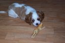Kaval�r King Charles �pan�l