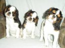 Fotky: Kaval�r King Charles �pan�l (foto, obrazky)