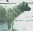 Fotky: Kavkazsk� pasteveck� pes (foto, obrazky)