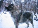 :  > Kavkazsk� pasteveck� pes (Kavkazskaia Ovtcharka)