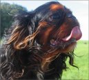 Fotky: King Charles �pan�l (foto, obrazky)