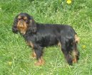 King Charles �pan�l
