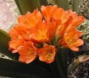 Kl�vie, �emenatka