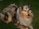 Kolie dlouhosrst�