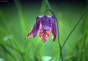 :  > Konvalinka vonn� (Convallaria majalis)