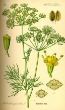 :  > Kopr Vonn� (Anethum graveolens L.)