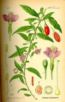 :  > Kustovnice Ciz� (Lycium barbarum)