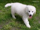 Ps� plemena:  > Kuvasz