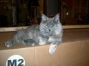 Ko�ky:  > Kymersk� ko�ka (Cymric Cat)