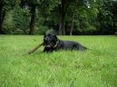 Fotky: Labradorsk� retr�vr (foto, obrazky)