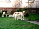Fotky: Labradorsk� retr�vr (foto, obrazky)