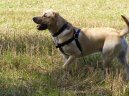 Labradorsk� retr�vr