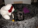 :  > Labradorsk� retr�vr (Labrador Retriever)