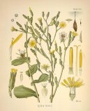 :  > Locika Jedovat� (Lactuca virosa)