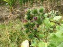 Lopuch V�t��
