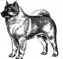 Ps� plemena:  > Norsk� los� pes �ern� (Norsk Elghund black)